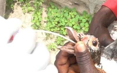 Ouverture d’un atelier de la validation sur la gestion de la grippe aviaire au BÉNIN