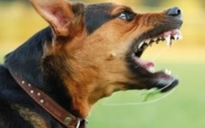 Journée mondiale de lutte contre la rage au bénin